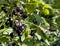 Sunlit ripe berries of black currant