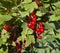 Sunlit ripe red currants on a bright day