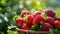 Sunlit Ripe Strawberries in a Wicker Basket