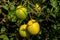 Sunlit ripe three lemons hang on a branch