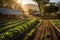 sunlit rows of fresh vegetables in an organic farm