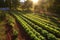 sunlit rows of fresh vegetables in an organic farm