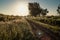 Sunlit rural path landscape photo