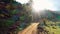 Sunlit rural road in mountain landscape. Top view of domestic animals on pasture.