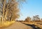 Sunlit Rural Road with Tall Bare Trees