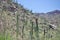 Sunlit Saguaros on Rocky Arizona Mountainside