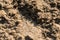 Sunlit sandy beach grains macro closeup