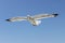 Sunlit seagull against clear blue sky