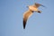 Sunlit Seagull In Flight