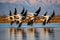 Sunlit Serenity. Captivating Image of a Flock of Geese Flying Majestically over a Tranquil Lake