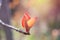 Sunlit small red colored leaves of young twig of aronia or black chokeberry bush berry tree. Sprout