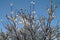 Sunlit Snow Covered Tree Branches