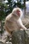 Sunlit Snow Monkey on Boulder