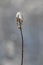 Sunlit snow on a wilted plant