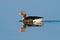 Sunlit solitary greylag goose floating on blue water with reflection on surface