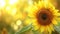 Sunlit Solitude Sunflower with Copyspace
