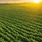 Sunlit soybean field ripening in Embrace the harvest of freshness and health with green cultivated by skilled