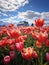 Sunlit Splendor: Tulips Field on a Radiant Spring Day