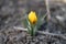 Sunlit Splendor: Unfolding Crocus Beauty