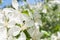 Sunlit spring branch of a blossoming apple tree with white flowers.