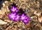 Sunlit spring crocus purple and pink flowers in garden soil