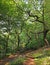 Sunlit spring woodland with bright green foliage on old twisted trees with pathways surrounded by bluebells