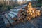 Sunlit Stack of Logs in the Forest