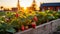 Sunlit strawberry fields capturing the beauty of berry farming at dusk for a banner