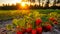 Sunlit strawberry fields showcase the radiant beauty of berry farming on a sunny evening
