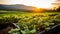 Sunlit strawberry fields showcasing the beauty of berry farming at dusk for a captivating banner