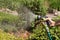 A sunlit stream of water. Watering garden crops with a watering gun