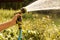 A sunlit stream of water. Watering garden crops with a watering gun