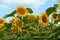 Sunlit summer sunflower field landscape