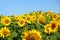 Sunlit summer sunflower field landscape