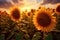Sunlit Sunflower Field With Towering Golden Blooms All Around. Generative AI