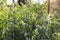 Sunlit tomato bushes in stakes in green garden