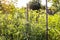 Sunlit tomato bushes with stakes in home garden