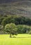 Sunlit tree at Bedgellert, North Wales