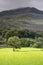 Sunlit tree at Bedgellert, North Wales