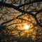 Sunlit tree branches silhouette, a serene autumn atmosphere captured