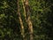 Sunlit tree trunk in a dark forest in the Flemisch countryside