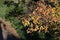 Sunlit Tree Twigs With Autumn Leaves