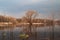 Sunlit trees without leaves reflected in water of flooded meadow