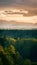 Sunlit treetop panorama offers serene natural landscape vista