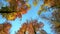 Sunlit treetops in autumn