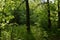 Sunlit twigs with fresh green leaves, two thick trunks with dry branches against the background of a forest edge. Joyful summer