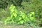 Sunlit Velvetleaf Weed in Wilderness