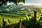 Sunlit Vineyard Landscape with Rolling Hills, AI Generated