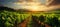Sunlit vineyard with lush grapevines, perfect for wine product showcases and event promotions