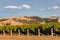 Sunlit vineyard in Marlborough